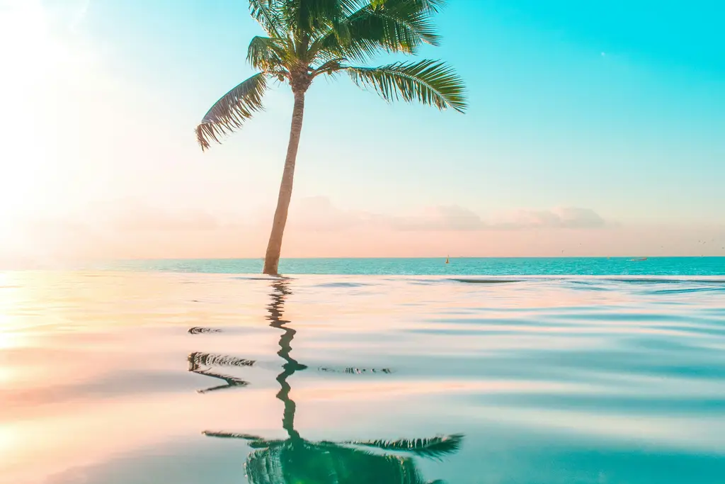 Infinity pool with a palm tree reflected in Cancún