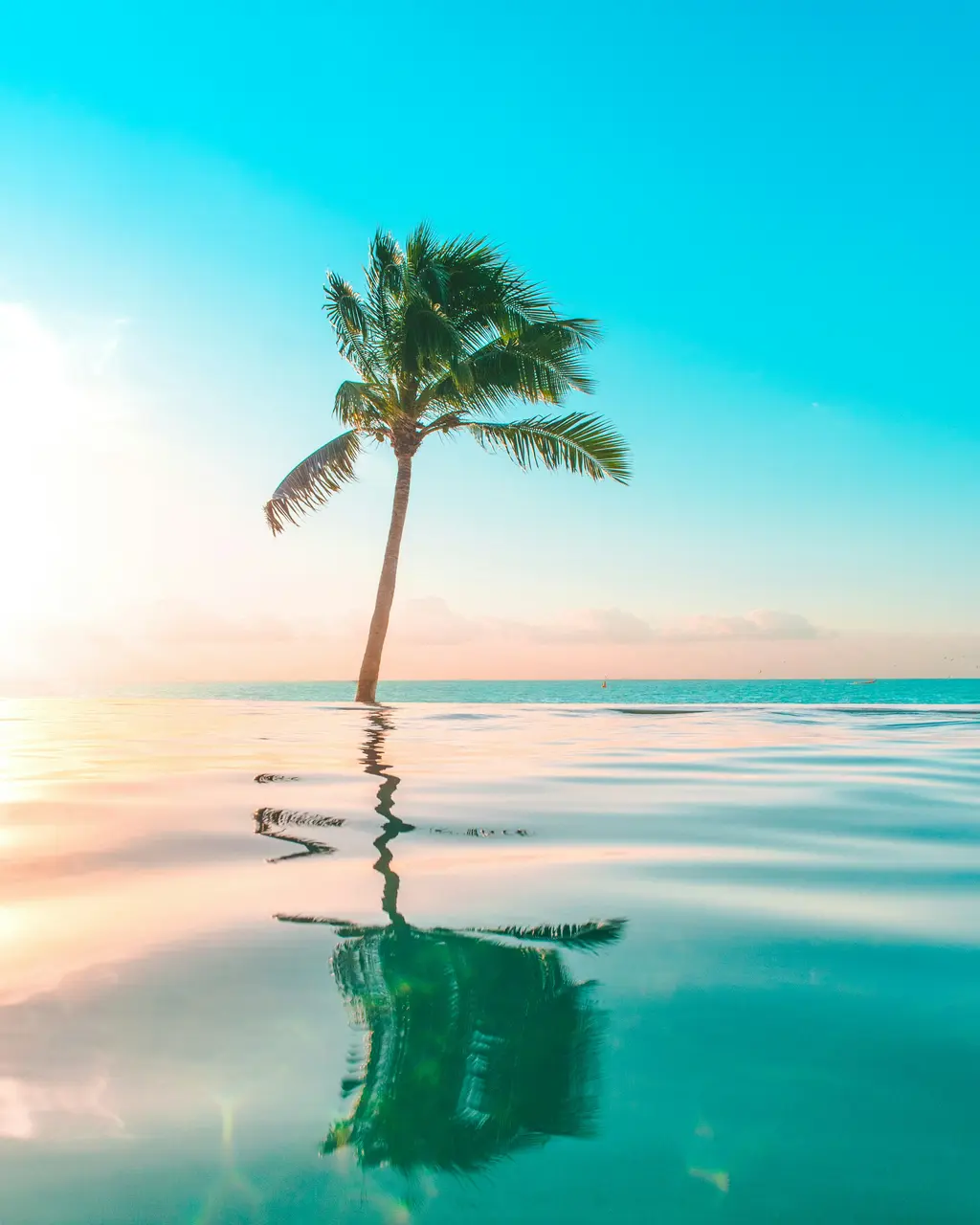 Infinity pool with a palm tree reflected in Cancún