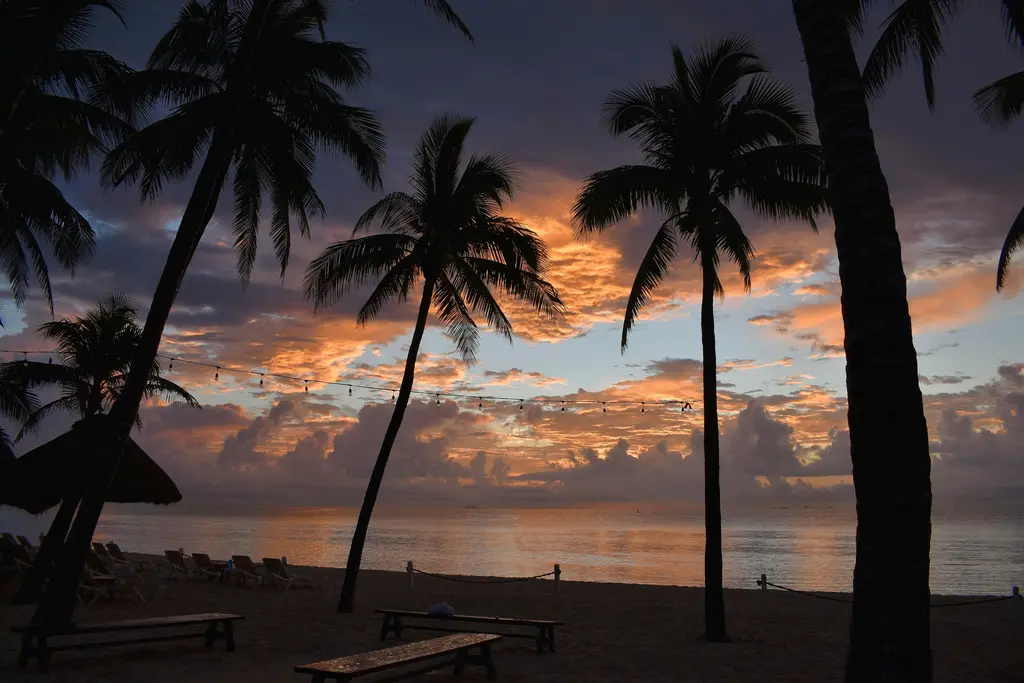 Sunset through palm trees on the beach in Playa del Carmen