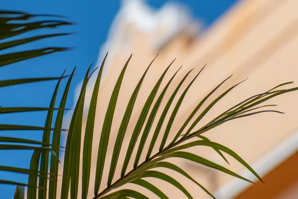 Palm tree in front of a peach-colored facade in Playa del Carmen