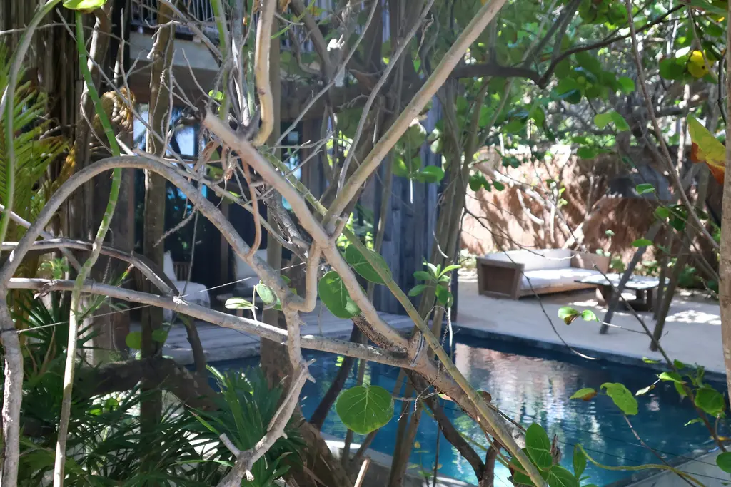 Pool surrounded by trees and plants in Tulum